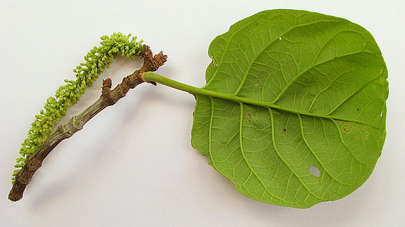 Image of Coccoloba rosea Meisn.