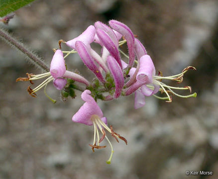 Image of pink honeysuckle