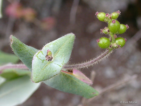 Image of pink honeysuckle