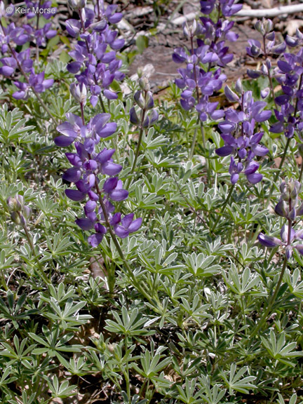 Image of silver lupine