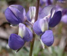 Image of silver lupine