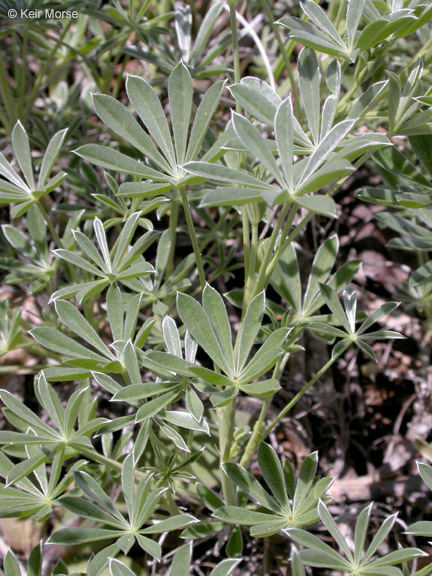 Image of silver lupine