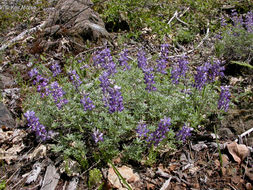 Image of silver lupine