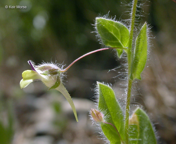 Image of Fluellin