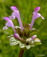 Image of common henbit