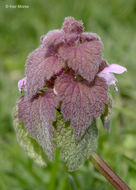 Image of purple archangel