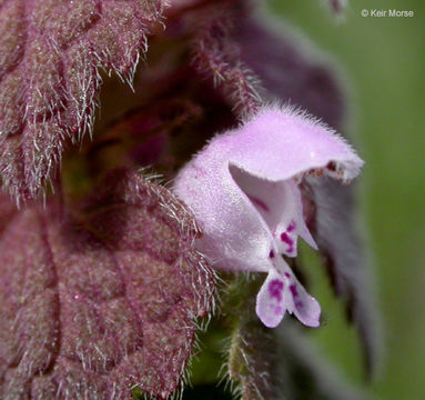 Image of purple archangel