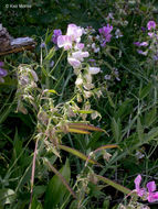 Image of Everlasting pea