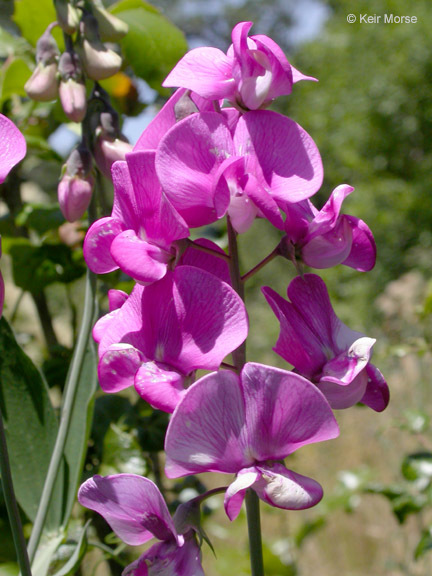 Image of Everlasting pea