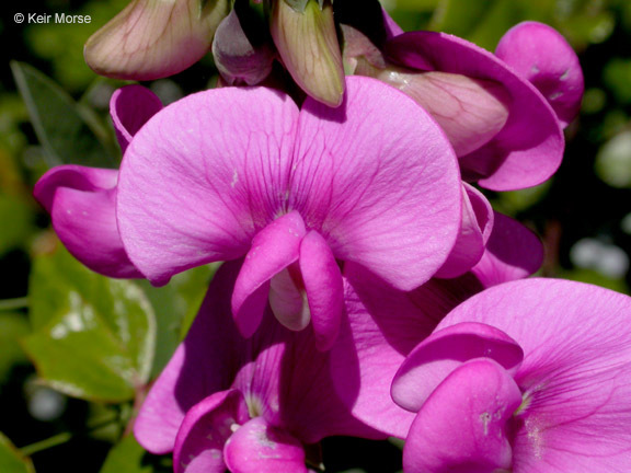 Image of Everlasting pea