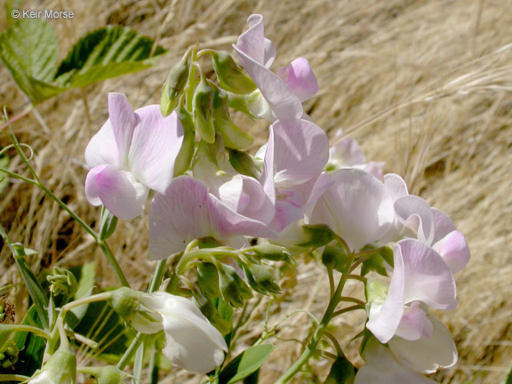 Image of Everlasting pea