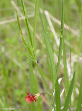 Image of Round-seeded Vetchling