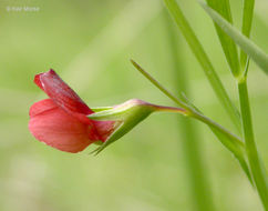 Lathyrus sphaericus Retz. resmi