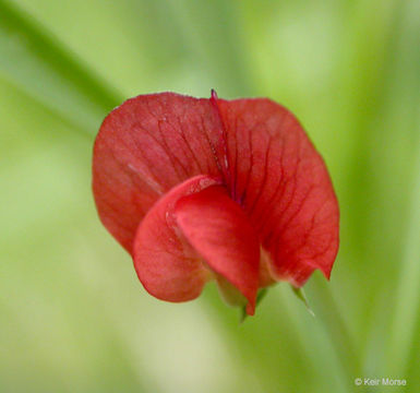 Image of Round-seeded Vetchling