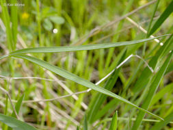 Image of Round-seeded Vetchling