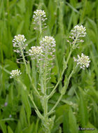 Image of field pepperweed