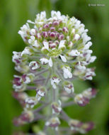 Image of field pepperweed