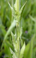 Image of field pepperweed