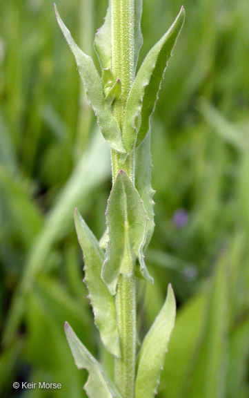 Image of field pepperweed