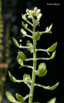 Image of field pepperweed