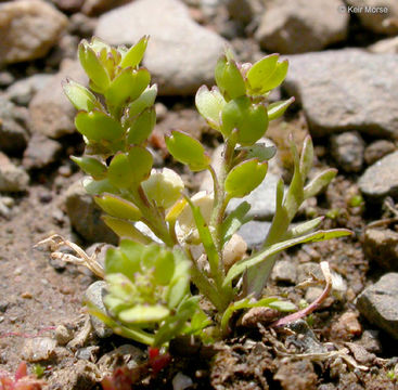 Image of upright pepperweed