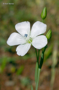 Image of pale flax