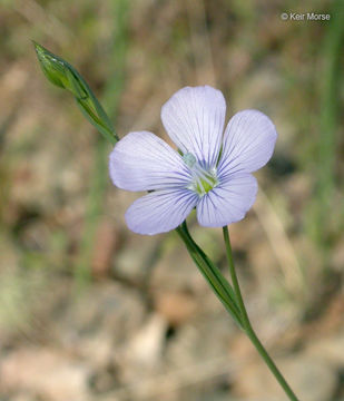 Image of pale flax