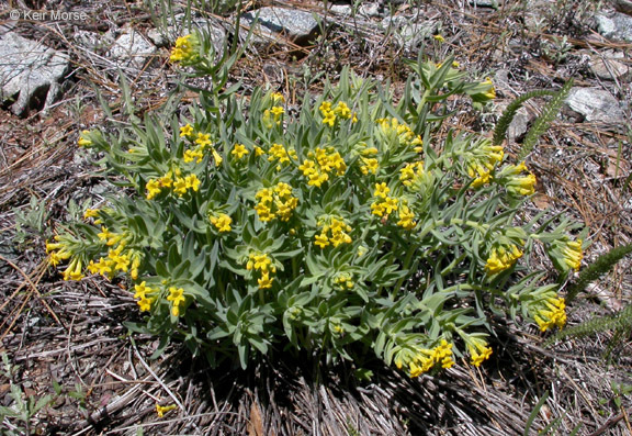 Image of California stoneseed