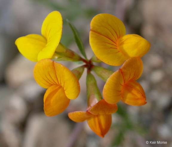 Слика од Lotus corniculatus L.