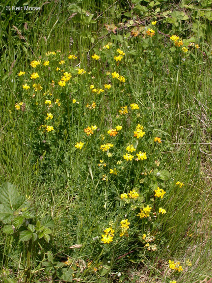 Слика од Lotus corniculatus L.