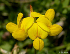 Слика од Lotus corniculatus L.