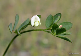 Слика од Acmispon parviflorus (Benth.) D. D. Sokoloff