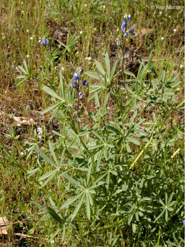 Image of smallflower lupine