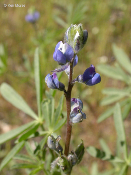 Image of smallflower lupine