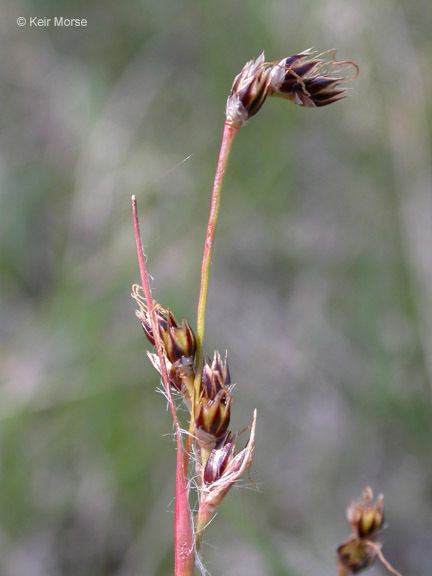 Image of <i>Luzula <i>multiflora</i></i> ssp. multiflora
