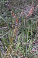 Image of <i>Luzula <i>multiflora</i></i> ssp. multiflora