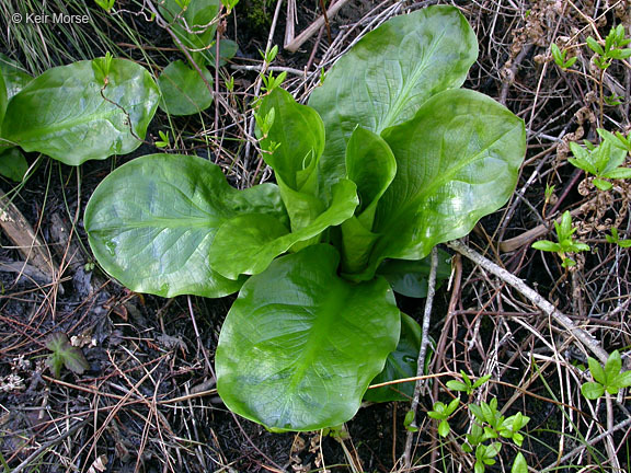 Image of American skunkcabbage