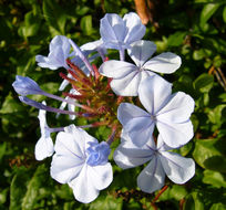 Image of Cape leadwort