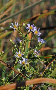 Image of Suisun Marsh aster