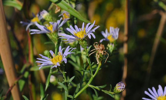 Image of Suisun Marsh aster