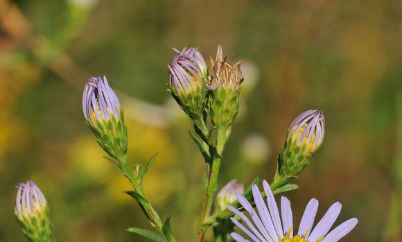 Image of Suisun Marsh aster