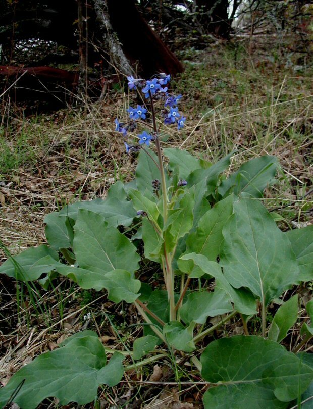 Image of <i>Cynoglossum grande</i>