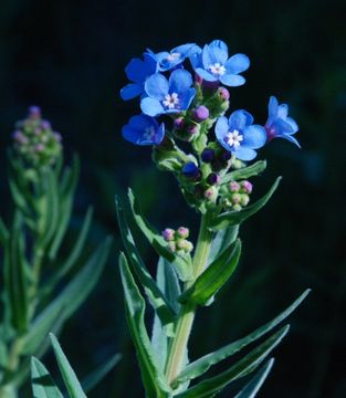 Image of velvet stickseed