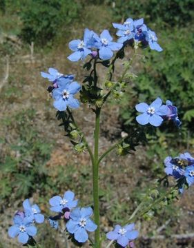 Image of velvet stickseed