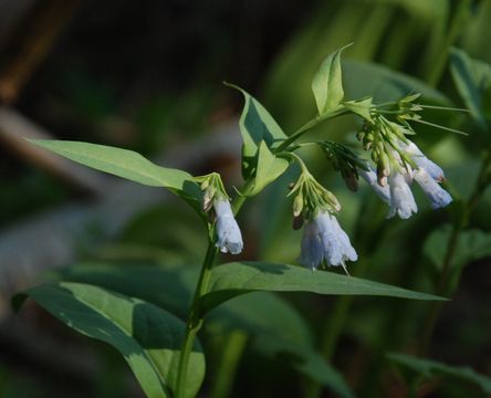 Mertensia ciliata (James ex Torr.) G. Don resmi