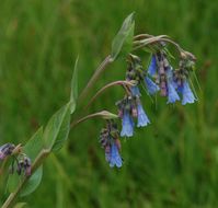 Image of tall fringed bluebells