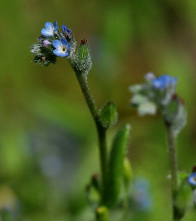 Imagem de Myosotis discolor Pers.