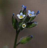 Imagem de Myosotis discolor Pers.