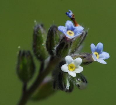 Imagem de Myosotis discolor Pers.