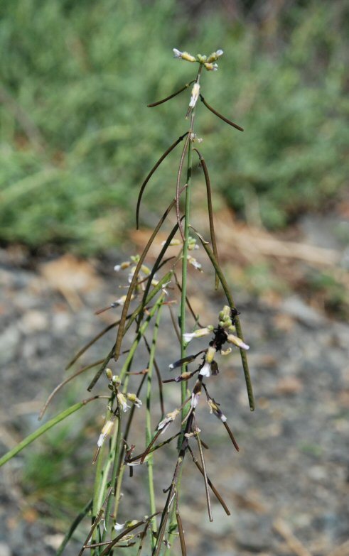 Image of Reflexed Rockcress